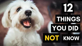 12 Things You Did Not Know About Your Maltese Dog Breed