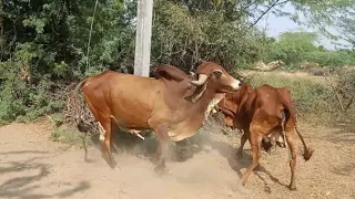 cow meeting new 2020