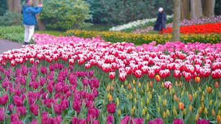 Spring in Europe's Largest Tulip Garden - Keukenhof 2023 | 4K