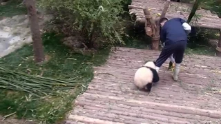 Clingy panda cub won't let nanny go!
