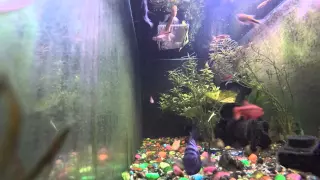 GoPro hero 4 black in a tropical fish tank