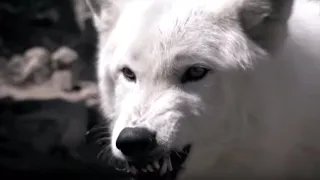 Blanca: Lobo's mate | Lobo | The Wolf That Changed America | BBC Earth