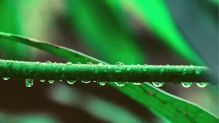 Rain 🌧 Gentle Forest Rain Sounds 🌧 Alpha Wave 12 Hz Sleep Sounds 😴