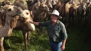 Where to Buy a Camel in Australia?