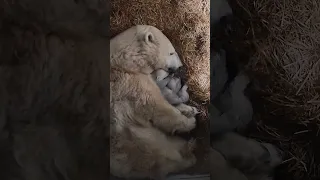 Polar Bear Cubs Update - Adorable! | Toledo Zoo