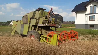 Żniwa 2020 Claas Mercator 70