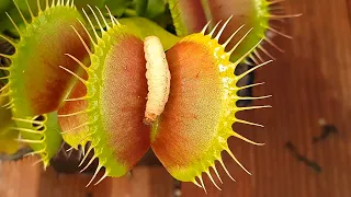 Worm is crushed and eaten by Venus Flytrap