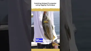 How to vertical jig Striped Trumpeter