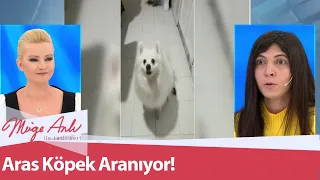 23 Şubat'ta kaçırılan Aras Köpek aranıyor - Müge Anlı ile Tatlı Sert 26 Şubat 2021