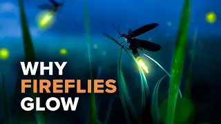 Why Fireflies Put On Light Show During Spring, Summer Months