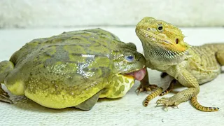 Bearded Dragon and African Bullfrog Eating Worms! Warning live feeding