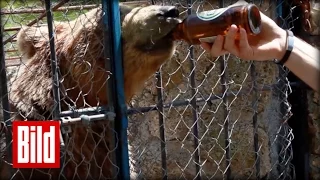Besoffen: Bär trinkt 20 Liter Alkohol - Rettung der Bier-Bärin in Albanien