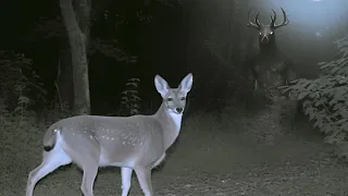 Trail Cam Captures Terrifying Predator Stalking Deer!