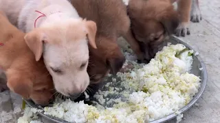 Dog Eating Mix Food with Rice