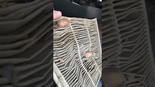 Man Discovers Pecans Hidden Inside Car - 1506008