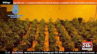 🔴Noticia - Duro golpe contra el cultivo ilegal de marihuana en Almería