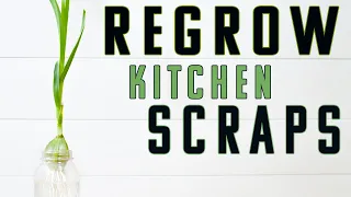 How to Re-Grow Food Scraps | Kratky Method Propagation 101