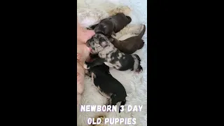 Newborn Mini Schnauzer puppies just 3 days old 😇🥰 #cutedog