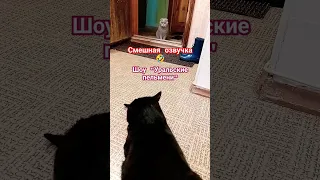 Собеседник 😂озвучка из шоу "Уральские пельмени" #cat #юмор