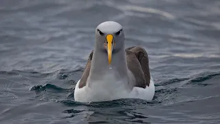 Birding in New Zealand 2019