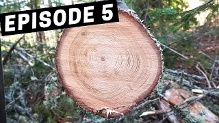 Building A Log Cabin | Ep. 5 | Nature provided a free log!