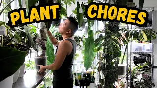 all the plant chores & updates 💚 anthurium update, hoya propagation updates, moss pole care