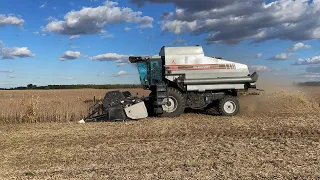 Gleaner R52 combining beans.