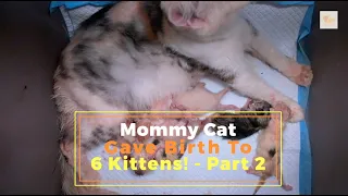 Mommy Cat Gave Birth To 6 Kittens! - Part 2 | Princess | ASMR Cat Kitten