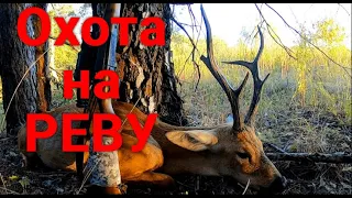 Охота на реву!  Охота на самца косули на гону.