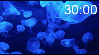 30 MINUTE TIMER:  Relaxing Music LoFi Jellyfish Underwater Background