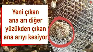 Yeni çıkan Ana arı diğer yüzükden çıkan ana arıyı kesiyor.ana yüzüğü.  Queen Bees Hatching.