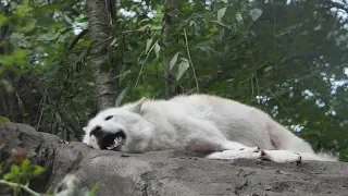 Laziest Wolf Howls (part 14)