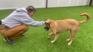 Teaching Fetch to your Dog, "Bring the Ball Back"