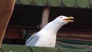 Evil seagull laugh