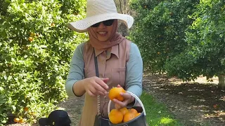 Mandarin Orange Pick Up l Watkins Family Farm l 30 Sept 2023