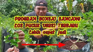 PROGRAM BONSAI SANCANG MAME/SITHO 6 BULAN PETARUNG KONTES