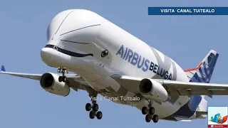 Así fue el primer vuelo de Beluga XL el gigantesco avión de carga de Airbus