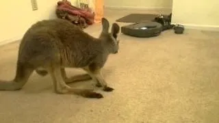 Baby roo scared of roomba!