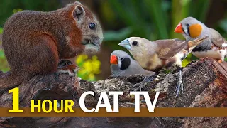 Video For Cats To Watch: Mesmerizing Bird Videos Your Cat Will Love Watching