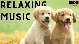 107 Minutes of 4K Pure Puppy🐶 Joy: Relaxing Instrumental Music 🎶 & Adorable Moments