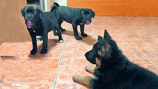 Как Щенок Немецкой овчарки Кане Корса усмирил. Meeting German Shepherd puppy and Cane Corso.