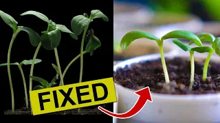 How to Fix Leggy Seedlings Without Grow Lights