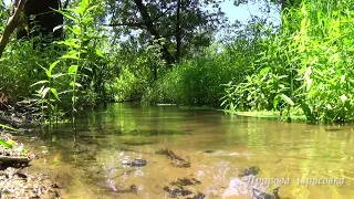 КРАСИВЫЙ Лесной Ручей   Журчание Воды со Звуками Природы   СЛУШАЙТЕ ПРИРОДУ и Пение Птиц     🎧  🎶