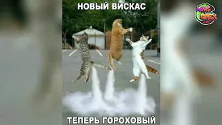 Я РЖАЛ ДО СЛЕЗ 😂 FUNNY VIDEO | НОВЫЕ ПРИКОЛЫ 2020 | СМЕШНЫЕ ЖИВОТНЫЕ |  FUNNY VIDEOS 2021