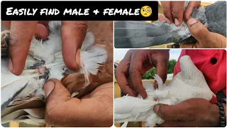 How to find male and female pigeons in kannada 💥