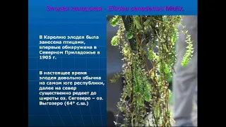 Лекция «Инвазивные растения Карелии – зелёные пришельцы»