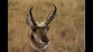 DISCOVER THE WILD PRONGHORN