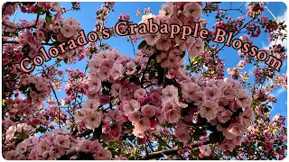 Colorado's Crabapple  Blossom: A Superior Spectacle to DC's Cherry Blossoms.
