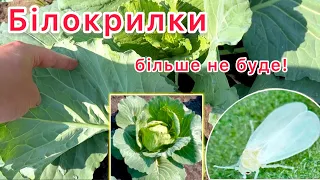 Мені допоміг‼️Від БІЛОКРИЛКИ дієвий народний засіб‼️Без хімії та шкідників