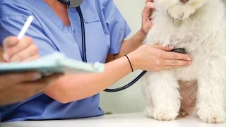 Can a Dog Live with Bladder Stones or Do They Have to Be Surgically Removed?